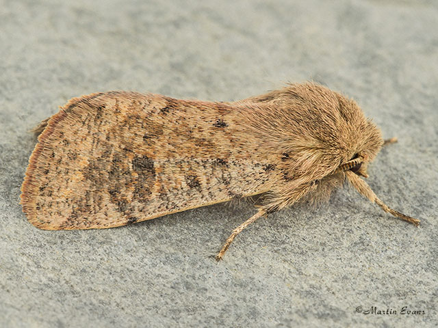  73.245 Small Quaker Copyright Martin Evans 
