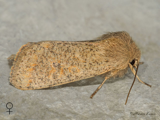  73.245 Small Quaker female Copyright Martin Evans 