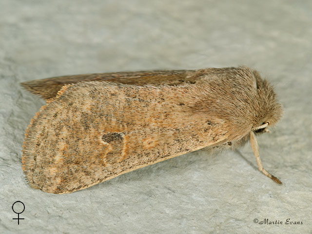  73.245 Small Quaker female Copyright Martin Evans 