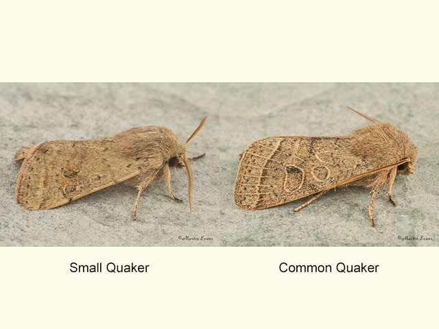  73.245 Small Quaker and Common Quaker Copyright Martin Evans 
