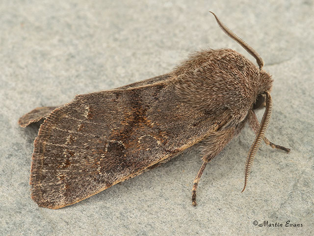  73.246 Lead-coloured Drab Copyright Martin Evans 