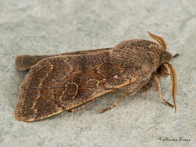  73.246 Lead-coloured Drab Copyright Martin Evans 