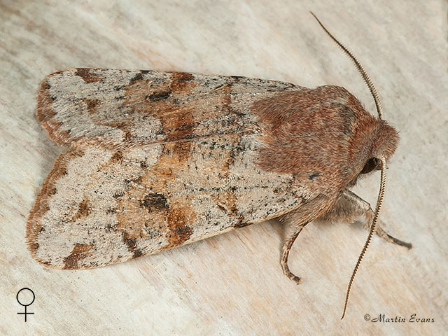  73.246 Lead-coloured Drab female Copyright Martin Evans 