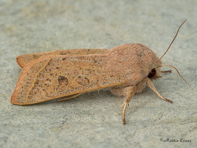  73.247 Powdered Quaker Copyright Martin Evans 
