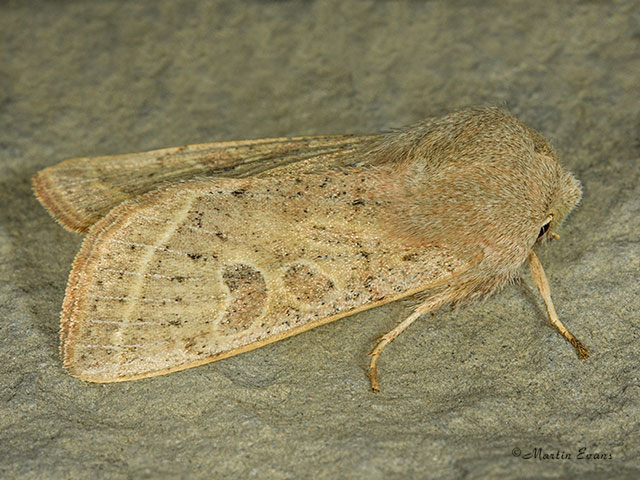  73.247 Powdered Quaker Copyright Martin Evans 