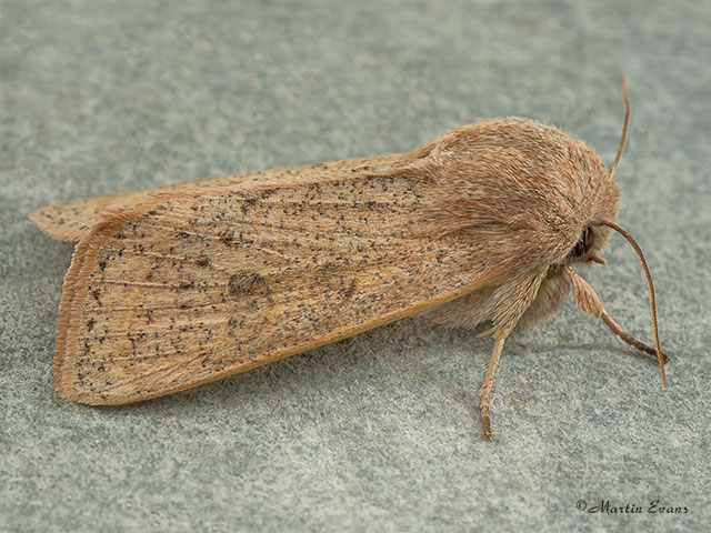  73.247 Powdered Quaker Copyright Martin Evans 