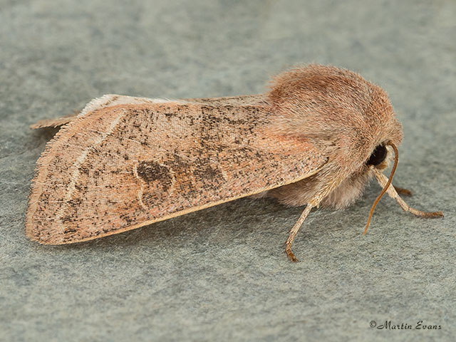  73.247 Powdered Quaker Copyright Martin Evans 