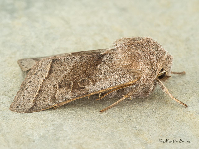  73.248 Northern Drab Copyright Martin Evans 