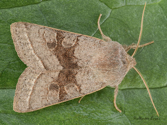  73.248 Northern Drab Copyright Martin Evans 
