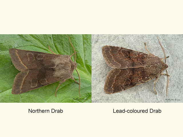  73.248 Northern Drab and Lead-coloured Drab Copyright Martin Evans 