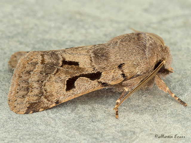 73.249 Hebrew Character Copyright Martin Evans 