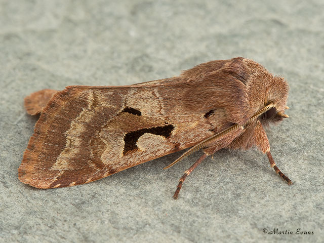  73.249 Hebrew Character Copyright Martin Evans 