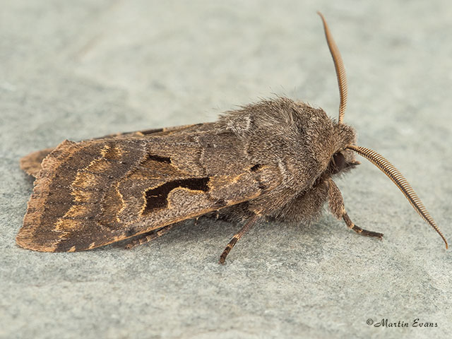  73.249 Hebrew Character Copyright Martin Evans 