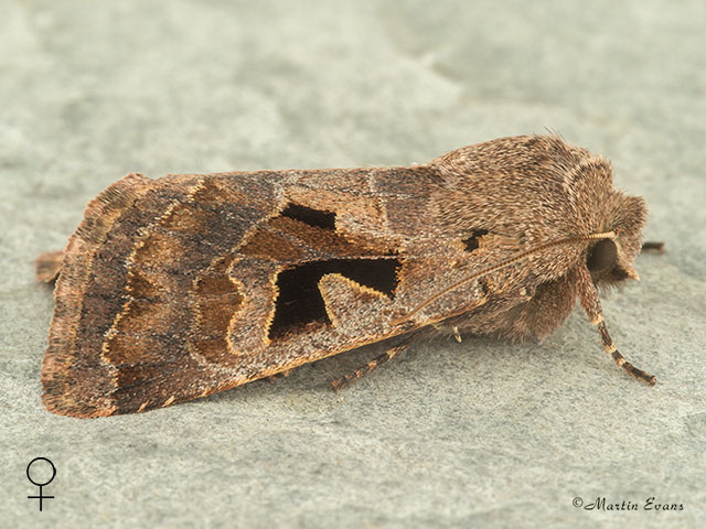  73.249 Hebrew Character female Copyright Martin Evans 