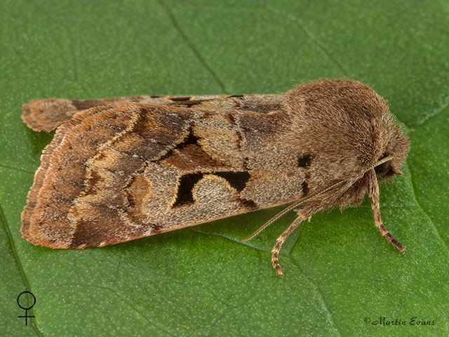  73.249 Hebrew Character female Copyright Martin Evans 