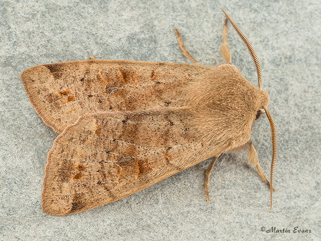 73.250 Twin-spotted Quaker Copyright Martin Evans 