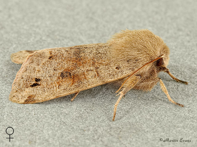  73.250 Twin-spotted Quaker female Copyright Martin Evans 