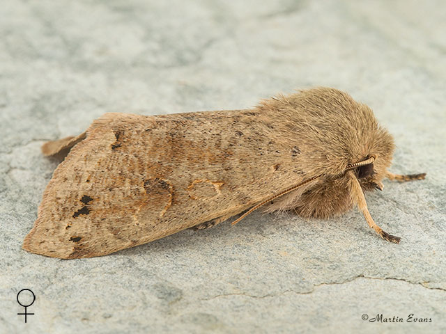  73.250 Twin-spotted Quaker female Copyright Martin Evans 