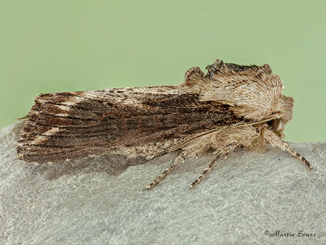  73.251 Silver Cloud dorsal view Copyright Martin Evans 