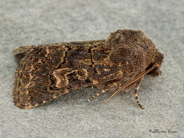  73.252 Hedge Rustic Copyright Martin Evans 