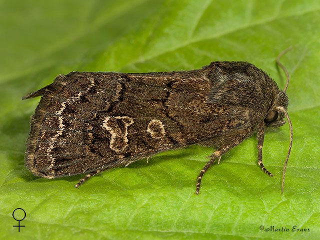  73.252 Hedge Rustic female Copyright Martin Evans 