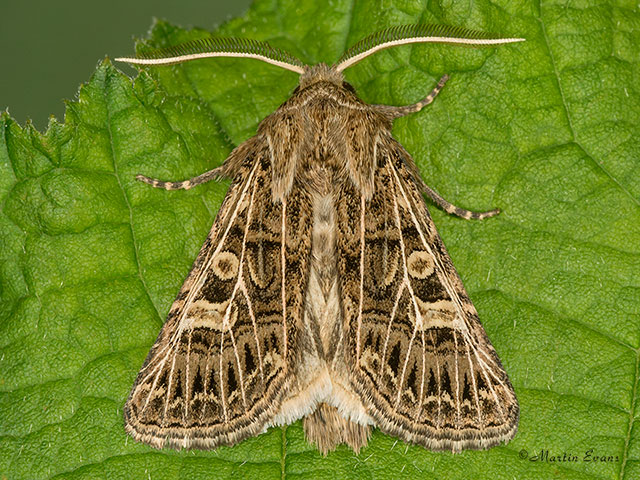  73.253 Feathered Gothic Copyright Martin Evans 