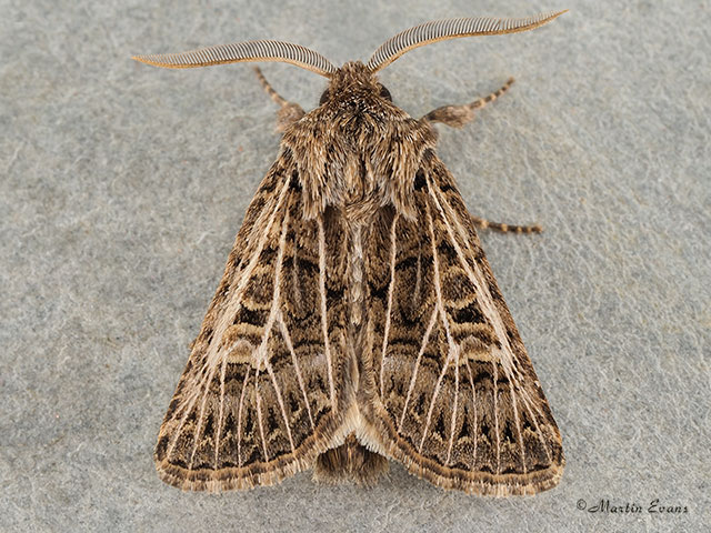  73.253 Feathered Gothic Copyright Martin Evans 