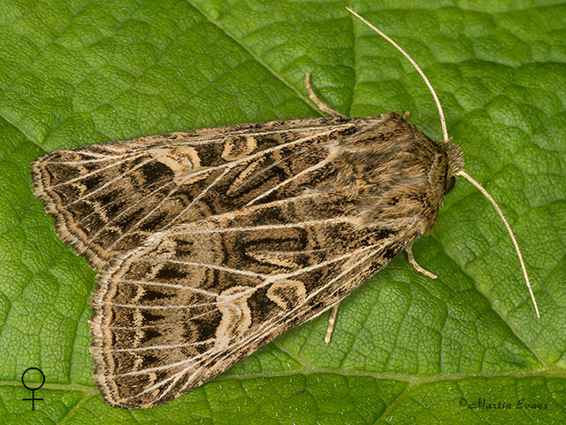  73.253 Feathered Gothic Copyright Martin Evans 