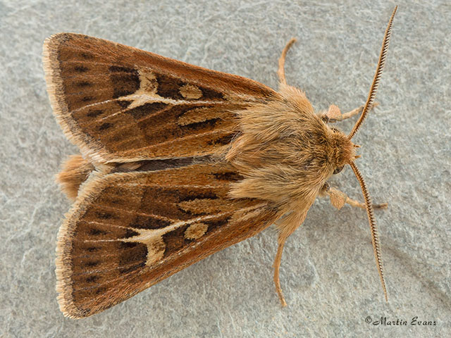  73.254 Antler Copyright Martin Evans 