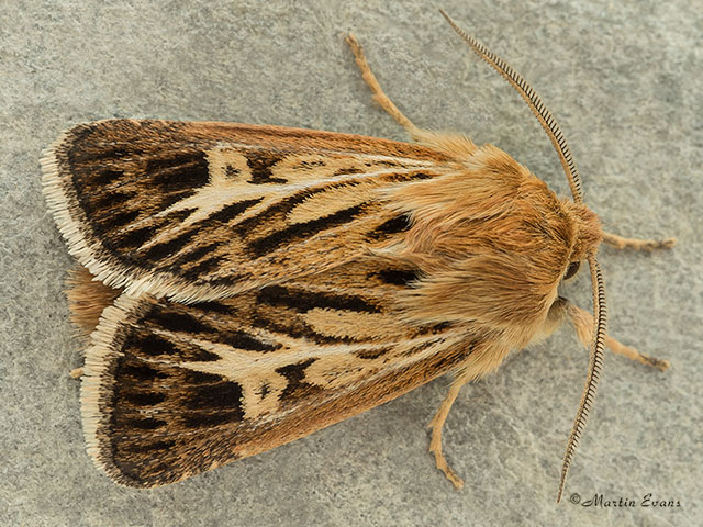  73.254 Antler Copyright Martin Evans 