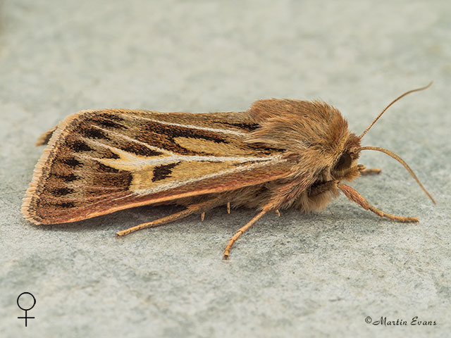  73.254 Antler female Copyright Martin Evans 