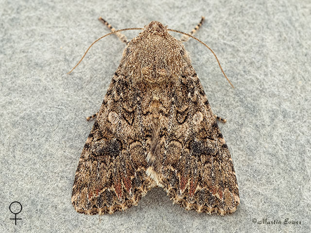  73.255 Nutmeg female Copyright Martin Evans 