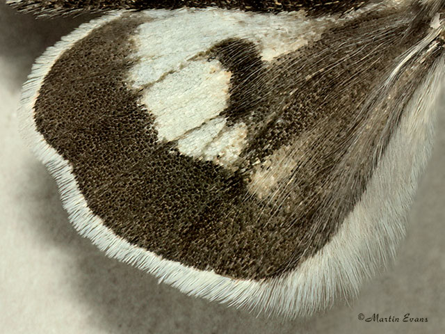  73.256 Broad-bordered White Underwing (underwing) Copyright Martin Evans 