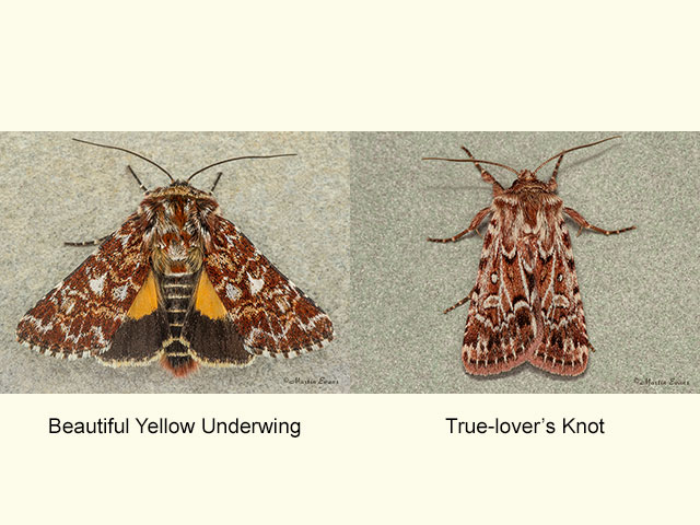  73.257 Beautiful Yellow Underwing and True-lover's Knot Copyright Martin Evans 