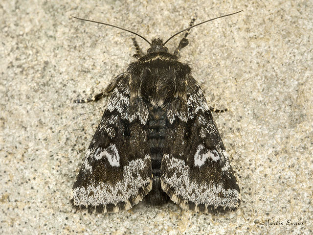  73.258 Small Dark Yellow Underwing Copyright Martin Evans 