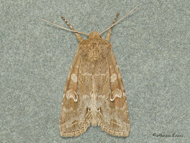  73.259 Pale Shining Brown Copyright Martin Evans