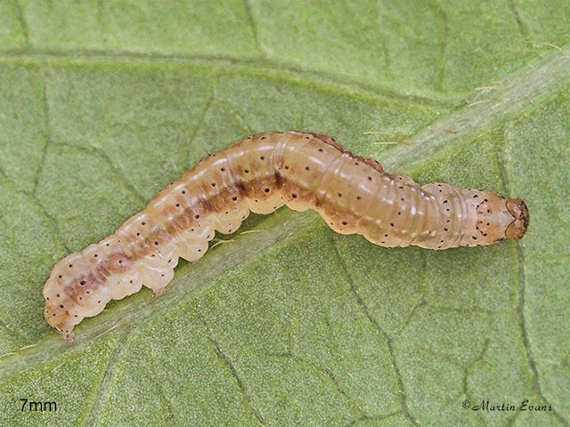  73.261 Grey Arches larva 7mm Copyright Martin Evans 