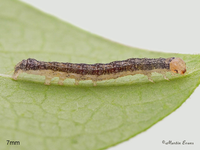  73.261 Grey Arches larva 7mm Copyright Martin Evans 