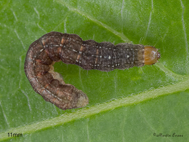  73.261 Grey Arches larva 11mm Copyright Martin Evans 