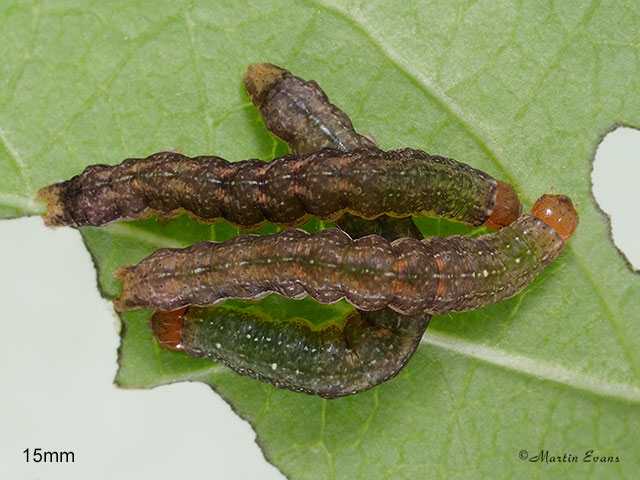 73.261 Grey Arches larva 15mm Copyright Martin Evans 