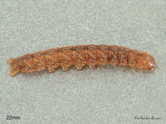  73.261 Grey Arches larva 22mm Copyright Martin Evans 