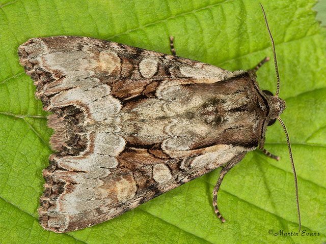  73.263 Light Brocade Copyright Martin Evans 