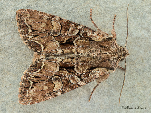  73.264 Pale-shouldered Brocade Copyright Martin Evans 
