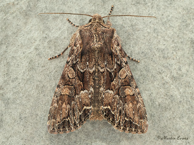  73.264 Pale-shouldered Brocade Copyright Martin Evans 