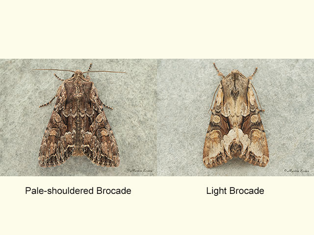  73.264 Pale-shouldered Brocade and Light Brocade Copyright Martin Evans 
