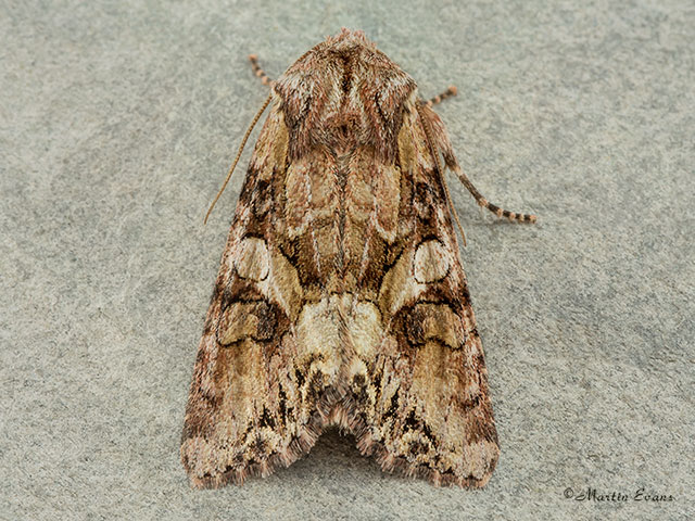  73.265 Beautiful Brocade Copyright Martin Evans 