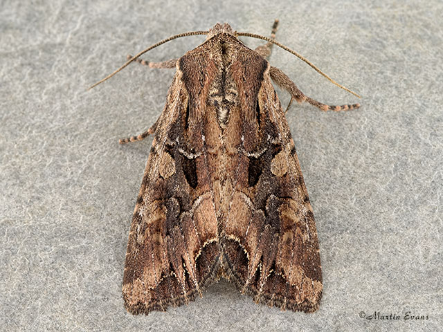  73.266 Dog's Tooth Copyright Martin Evans 