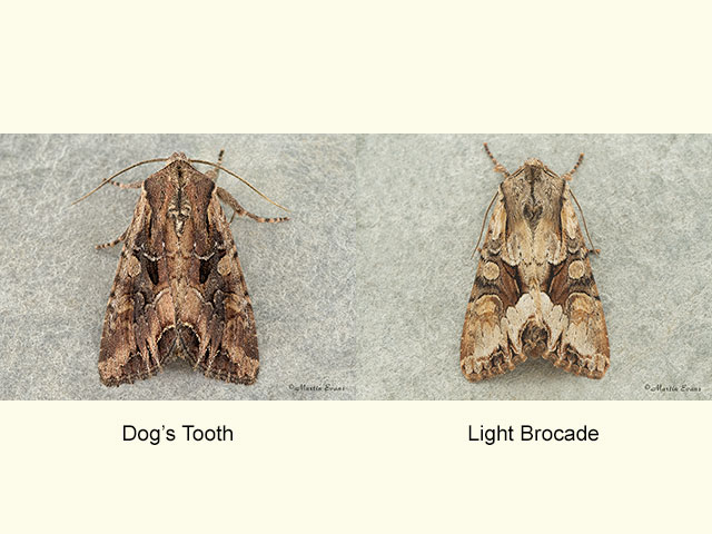  73.266 Dog's Tooth and Light Brocade Copyright Martin Evans 