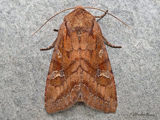  73.268 Splendid Brocade Copyright Martin Evans 