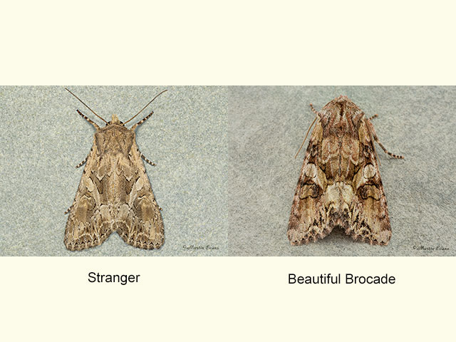  73.269 Stranger and Beautiful Brocade Copyright Martin Evans 